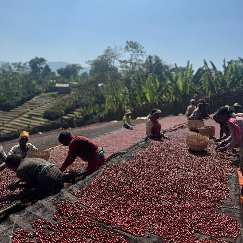 Snowbird Dog (Seasonal Edition) | City Roast (Ethiopia Yirgacheffe Natural)
