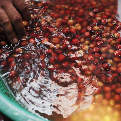 Office Dog | Medium-Dark Roast (Guatemala Washed)