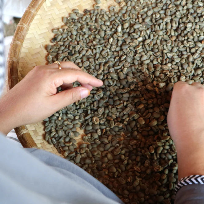 Green coffee beans harvest